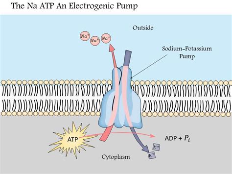 0914 The Na K Atpase An Electrogenic Pump Medical Images For PowerPoint ...