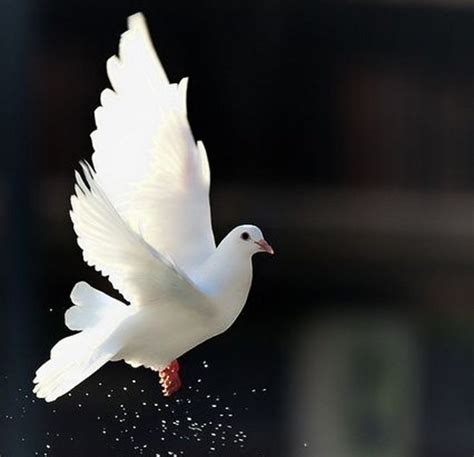 a white bird flying through the air with it's wings spread