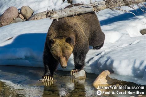 Maligne Lake Wildlife Protection