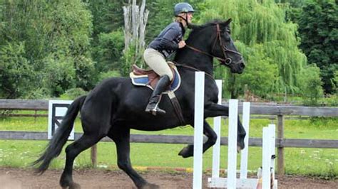 How to Select the Best Horse Riding Equipment