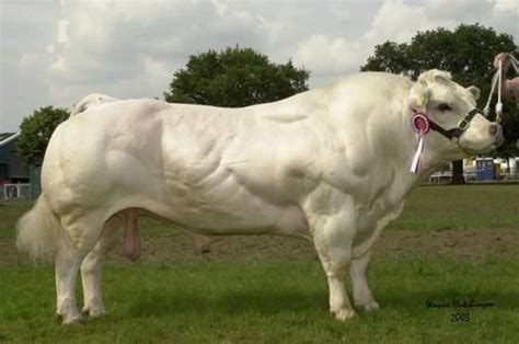 double-muscled belagian cows inbred for lean meat | Belgian blue cattle ...