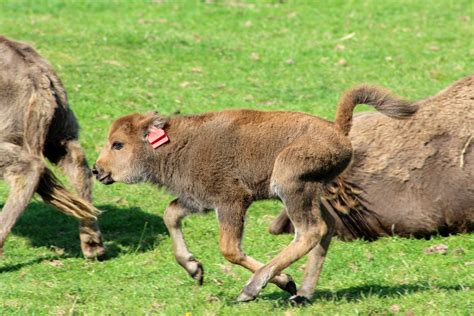 Adorable baby bison calf is born at Fota Wildlife Park in Cork and they ...