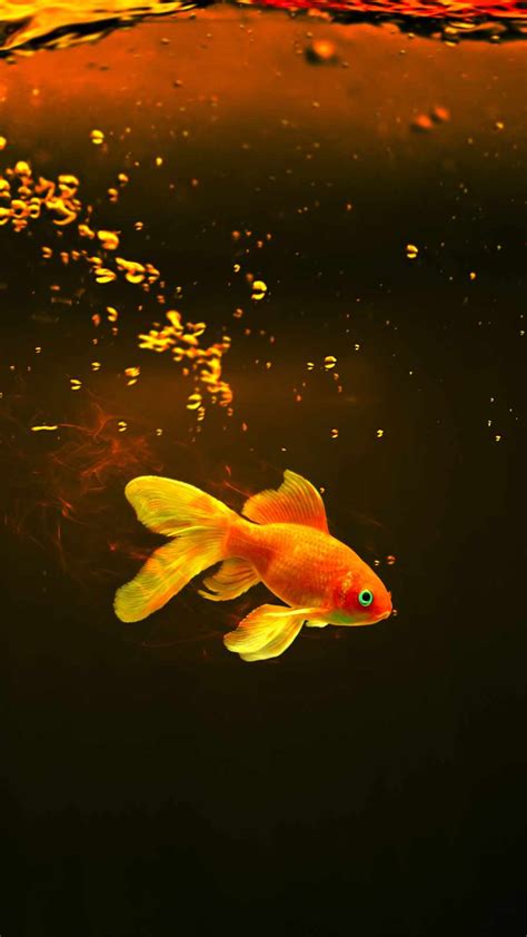 Gold Fish IPhone Wallpaper - IPhone Wallpapers : iPhone Wallpapers | Fish wallpaper iphone, Fish ...