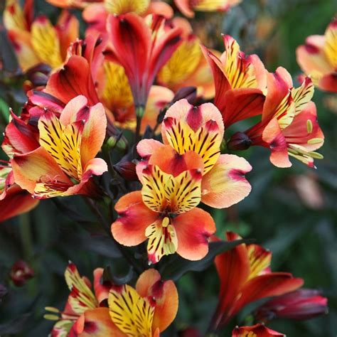 Buy Peruvian lily Alstroemeria 'Indian Summer ('Tesronto') (PBR) (Summer Paradise Series)'