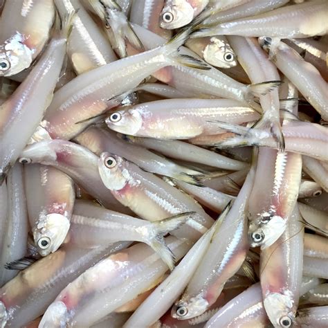 Fresh & Frozen Keski (Silver Fish) Exporters in Vietnam - Asia