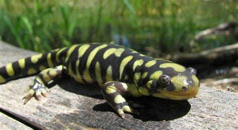 Developing Near California Tiger Salamander Habitat