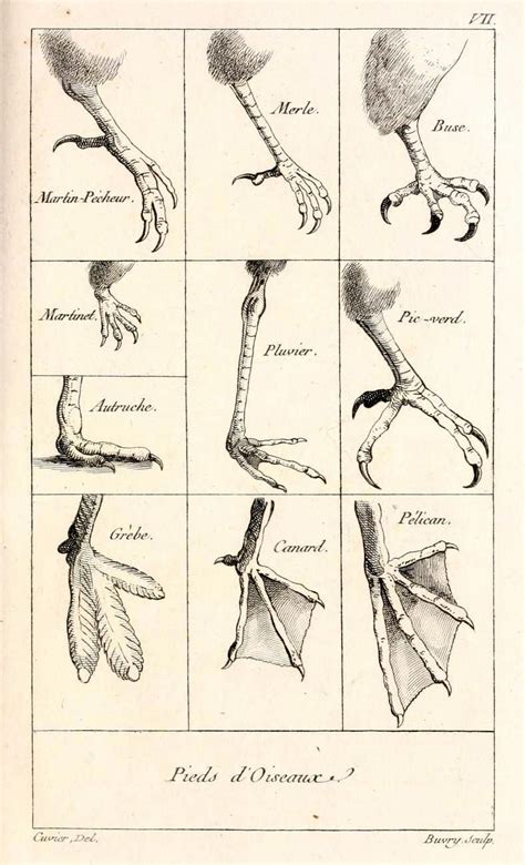 Pieds d'Oiseaux - The Feet of Birds You can... - Biomedical Ephemera ...