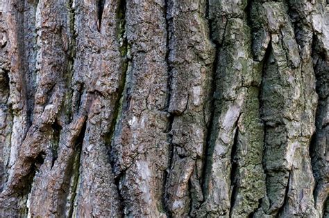 Oak tree bark texture stock photo containing texture and background | Nature Stock Photos ...