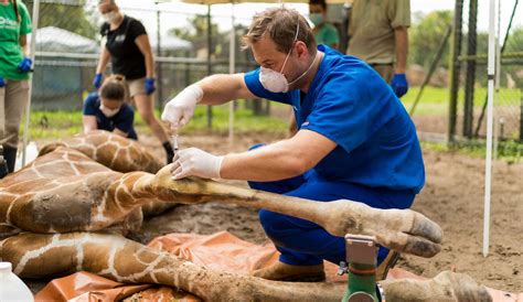 UF veterinarians successfully treat giraffe with severe bone loss. » Large Animal Clinical ...