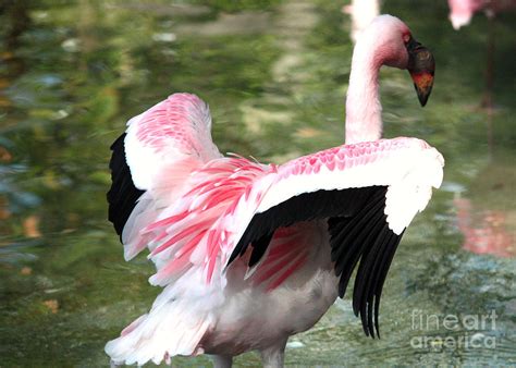 Beautiful Flamingo Wings Photograph by Carol Groenen