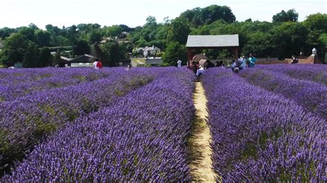 Mayfield Lavender Farm - Office BreaksOffice Breaks