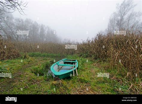 boat in reed zone of Alte Oder river branch, Germany, Brandenburg, Oderbruch, Oderberg Stock ...