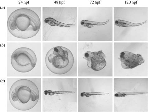 Zebrafish Embryo Stages