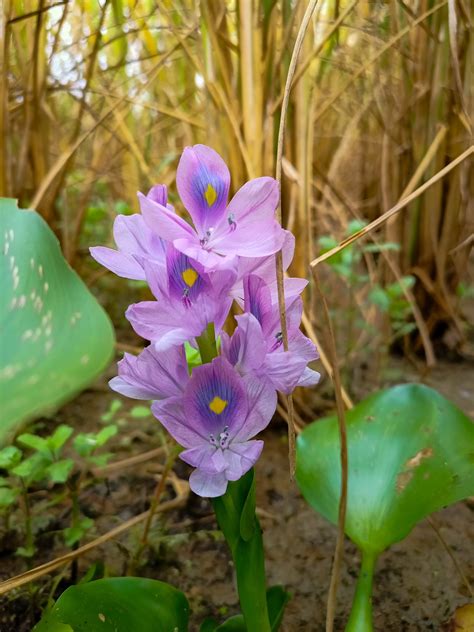 Eichhornia flowers - PixaHive