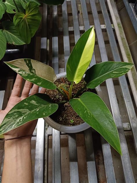 Philodendron Green Congo Variegated Free Phytosanitary | Etsy