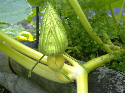 Giant Pumpkin Pollination | Giantpumpkins NZ