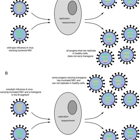 Reassortment of oncolytic influenza A viruses and wild-type influenza A... | Download Scientific ...