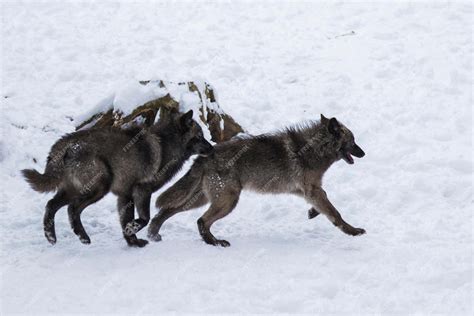 Premium Photo | Wolf pack a pack of wolves wolf pack in forest