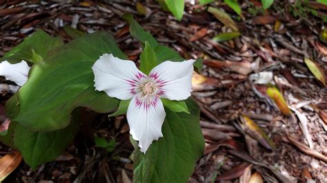 Appalachian Trail Wildflowers | Appalachian Trail Conservancy