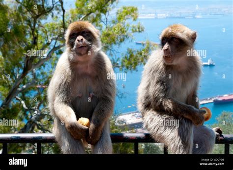 Barbary Macaques - Gibraltar Stock Photo - Alamy