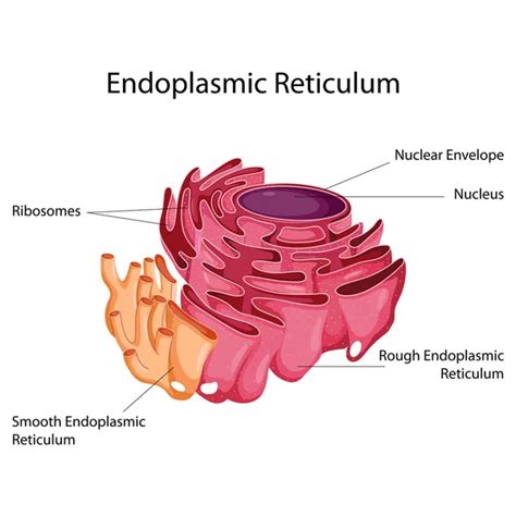 Education Chart of Biology for Endoplasmic Reticulum Diagram