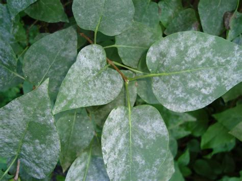 Powdery Mildew on Lilacs - Laidback Gardener