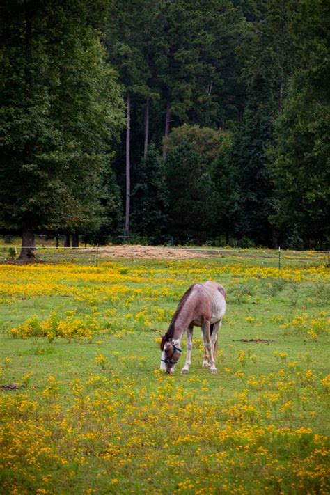 17 Best Hiking Trails Birmingham Alabama - Dinkum Tribe