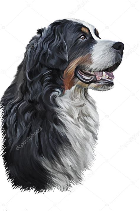 Bernese mountain dog drawing | Drawing Bernese Mountain Dog, portrait — Stock Photo © averyanova ...