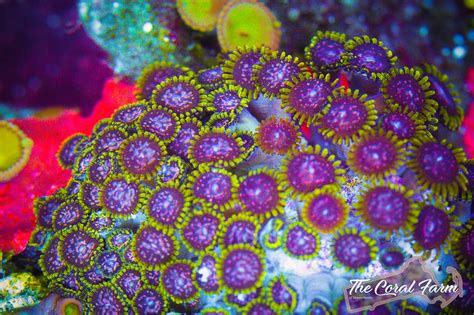 WWC Purple Monster Zoa Coral Frags - Buy Online!