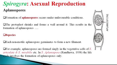 Spirogyra Asexual Reproduction - YouTube