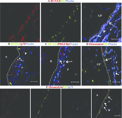 Nucleoside-label-retention by osteoprogenitors and osteoblasts in mouse ...