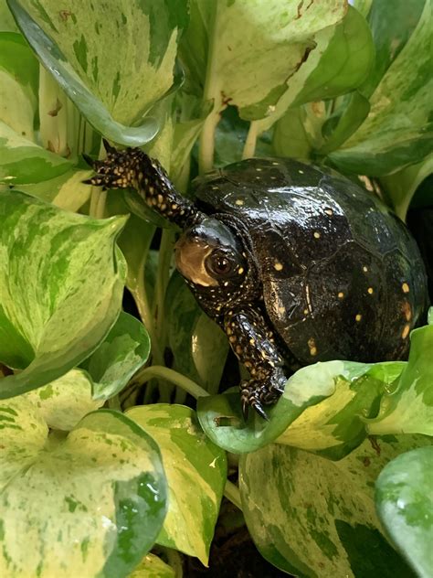 Spotted Turtle | Seneca Park Zoo