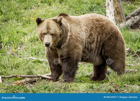 Sideview of a Grizzly Bear. Stock Image - Image of center, large: 96216937