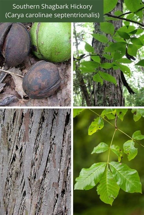 12+ Types Of Hickory Trees: Leaves, Bark, and Nuts - Identification Guide