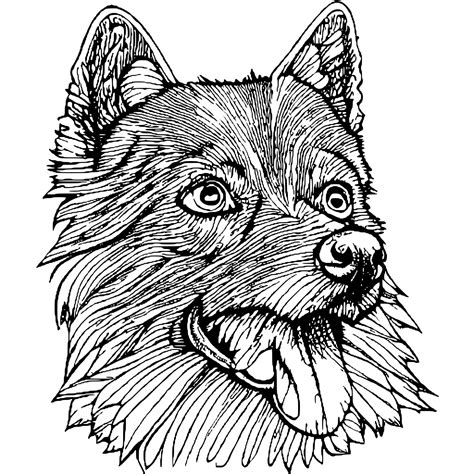 Schipperke Dog Face Coloring Page · Creative Fabrica