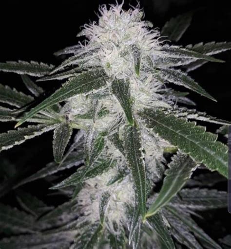 Strawberry Cough Seeds | Feminized Strawberry Cough Strain Cannabis