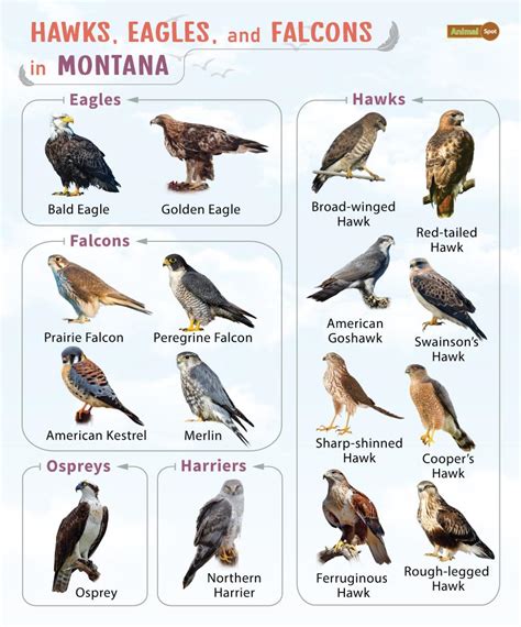 List of Hawks, Eagles, & Falcons in Montana with Pictures