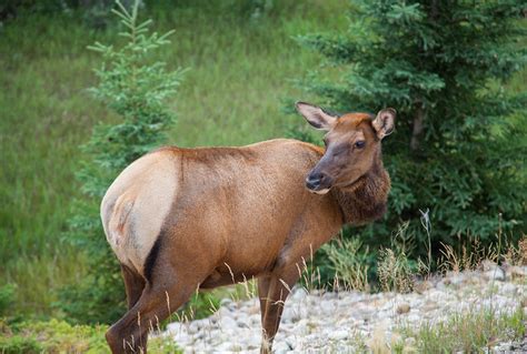 Kananaskis, Alberta Wildlife -- Wildlife in photography-on-the.net forums