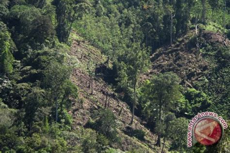 Hutan produksi Indonesia 68,85 juta hektare - ANTARA News Jambi