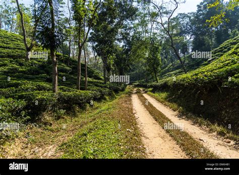 Tea garden in Sylhet, Bangladesh Stock Photo - Alamy