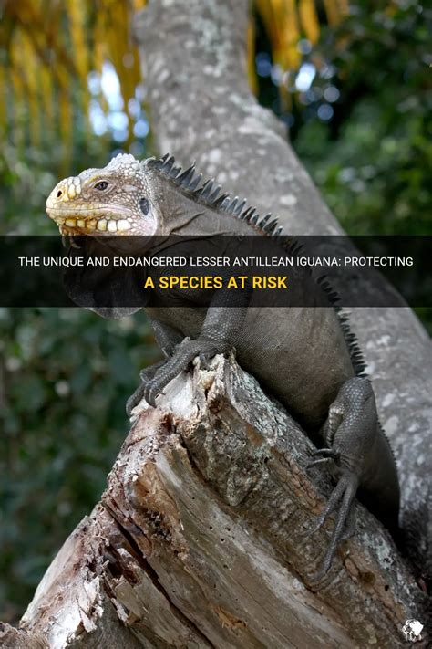 The Unique And Endangered Lesser Antillean Iguana: Protecting A Species ...