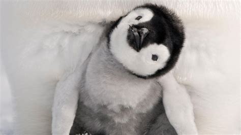 Baby Penguin Wallpapers - Top Free Baby Penguin Backgrounds - WallpaperAccess