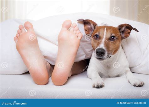 Sleeping dog and owner stock photo. Image of caucasian - 40365532