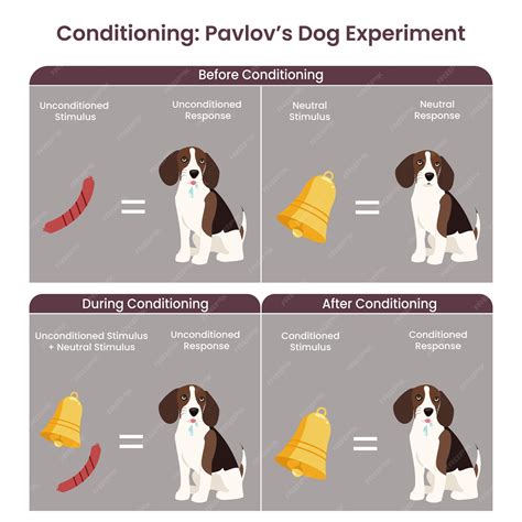 Diagramme d'illustration vectorielle de l'expérience de chien de Pavlov de conditionnement ...