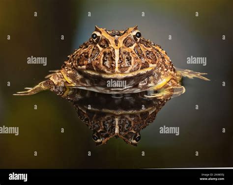 Venezuelan Horned Frog Ceratophrys calcarata Stock Photo - Alamy