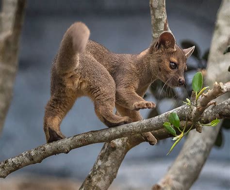 Fossa | San Diego Zoo Wildlife Explorers