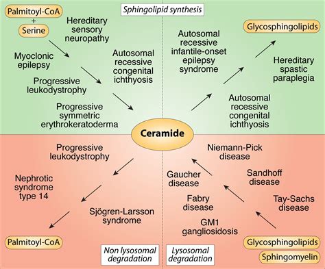 About Our Research | Genetics of Development and Disease Section | NIDDK