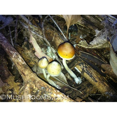 Subaeruginosa magic mushrooms from Australia, the most potent mushroom ...