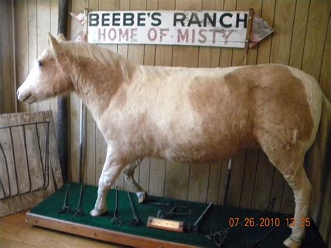 Misty of Chincoteague, at the Beebe Ranch | Beautiful horses, Chincoteague ponies, Camargue horse