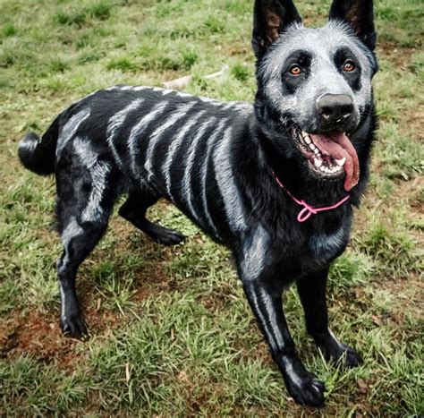 291 Likes, 53 Comments - The Painted Skeleton Dog Nixe (@hinterlandshound) o… | Pet halloween ...